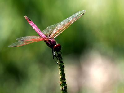 Trithémis annelé (Le) Trithemis annulata (Palisot de Beauvois, 1807)
