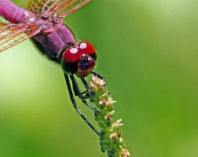 Trithémis annelé (Le) Trithemis annulata (Palisot de Beauvois, 1807)