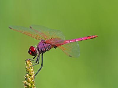 Trithémis annelé (Le) Trithemis annulata (Palisot de Beauvois, 1807)