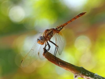 Trithémis annelé (Le) Trithemis annulata (Palisot de Beauvois, 1807)
