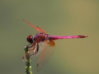 Trithémis annelé (Le) Trithemis annulata (Palisot de Beauvois, 1807)