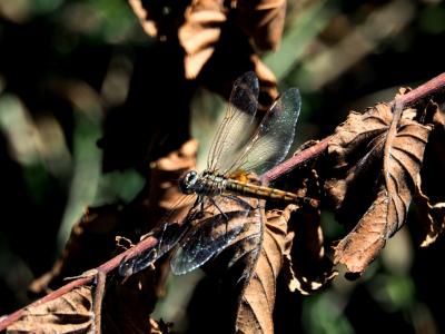 Trithémis annelé (Le) Trithemis annulata (Palisot de Beauvois, 1807)
