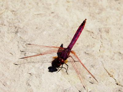 Trithémis annelé (Le) Trithemis annulata (Palisot de Beauvois, 1807)