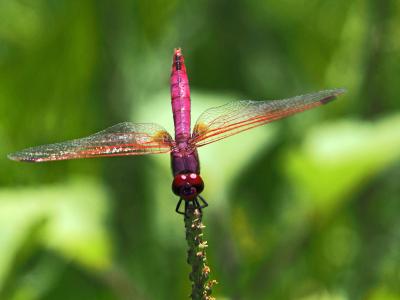 Trithémis annelé (Le) Trithemis annulata (Palisot de Beauvois, 1807)