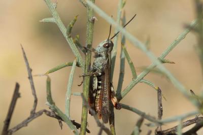 Criquet des Ajoncs Chorthippus binotatus (Charpentier, 1825)