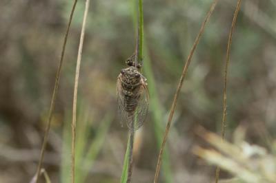 Cigalette argentée (la) Tettigettalna argentata (Olivier, 1790)