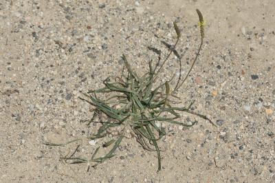 Plantain serpentin Plantago maritima subsp. serpentina (All.) Arcang., 1882