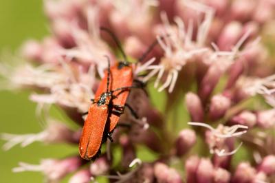 Lycie sanguine Lygistopterus sanguineus (Linnaeus, 1758)