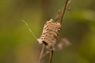 Empuse commune, Diablotin Empusa pennata (Thunberg, 1815)