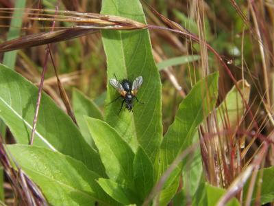  Zophomyia temula (Scopoli, 1763)