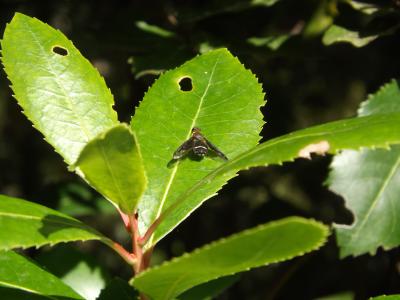  Hemipenthes velutina (Meigen, 1820)