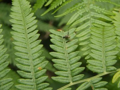  Anomoia purmunda (Harris, 1780)