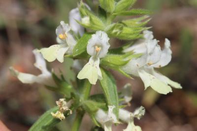 Épiaire annuelle Stachys annua (L.) L., 1763