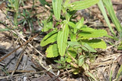 Épiaire annuelle Stachys annua (L.) L., 1763