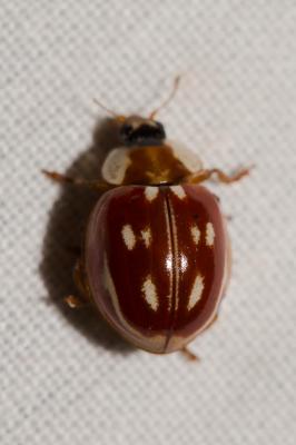  Myzia oblongoguttata (Linnaeus, 1758)
