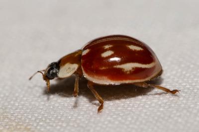  Myzia oblongoguttata (Linnaeus, 1758)