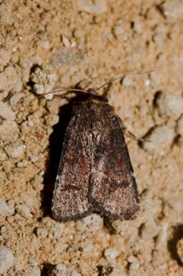 Noctuelle brique (La) Paucgraphia erythrina (Herrich-Schäffer, 1852)