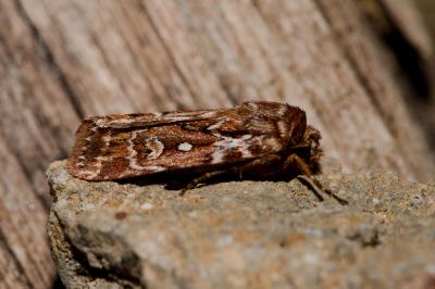 Noctuelle porphyre (La) Lycophotia porphyrea (Denis & Schiffermüller, 1775)