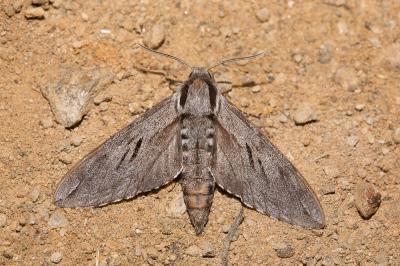  Sphinx Linnaeus, 1758