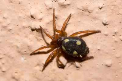 Araignée Clotho Uroctea durandi (Walckenaer in Latreille, 1809)