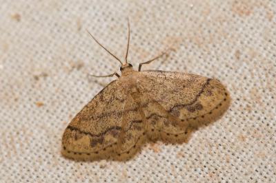 Acidalie suffusée (L') Idaea subsaturata (Guenée, 1858)