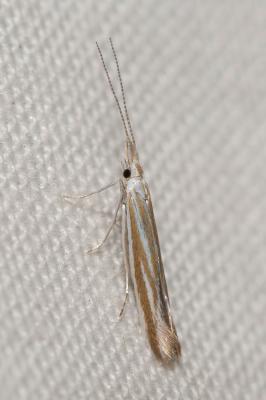  Coleophora Hübner, 1822