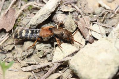  Platydracus chalcocephalus (Fabricius, 1801)