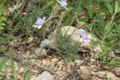 Pied-d'alouette pubescent Delphinium pubescens DC., 1815