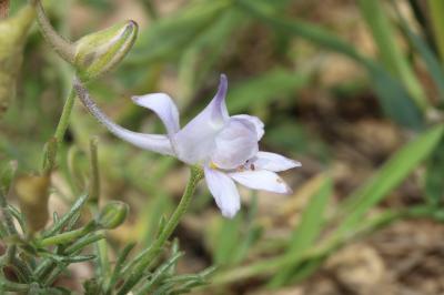 Pied-d'alouette pubescent Delphinium pubescens DC., 1815