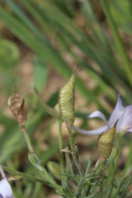 Pied-d'alouette pubescent Delphinium pubescens DC., 1815