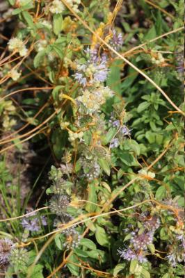 Cuscute volubile, Cuscute du Bident Cuscuta scandens Brot., 1804