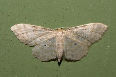 Acidalie familière (L') Idaea fuscovenosa (Goeze, 1781)