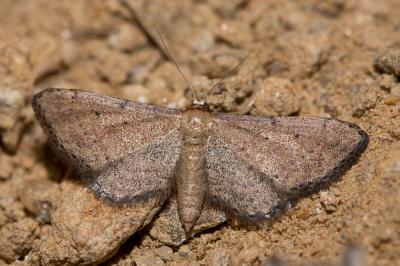 Acidalie chétive (L') Idaea infirmaria (Rambur, 1833)