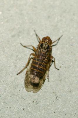  Pentastiridius leporinus (Linnaeus, 1760)