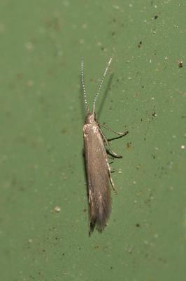  Coleophora Hübner, 1822