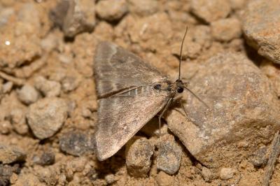  Pyrausta aerealis (Hübner, 1793)