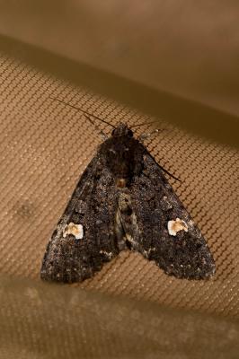 Noctuelle de la Persicaire (La) Melanchra persicariae (Linnaeus, 1760)