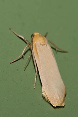 Lithosie ocre (La), Lithosie déprimée (La) Eilema depressa (Esper, 1787)