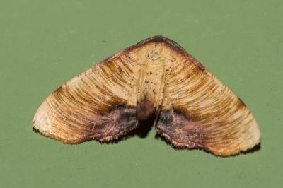 Phalène linéolée (La), Numérie ligneuse (La) Plagodis dolabraria (Linnaeus, 1767)