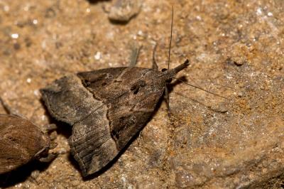 Toupet (Le) Hypena rostralis (Linnaeus, 1758)