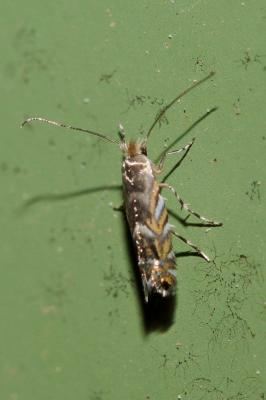  Phyllonorycter robiniella (Clemens, 1859)