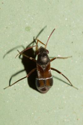  Pilophorus perplexus Douglas & Scott, 1875