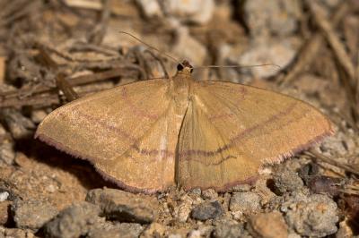 Phalène calabraise (La) Rhodostrophia calabra (Petagna, 1786)