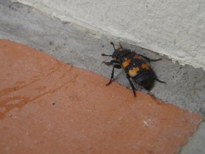 Nicrophorus Fabricius, 1775