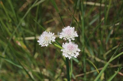 Oenanthe fistuleuse Oenanthe fistulosa L., 1753