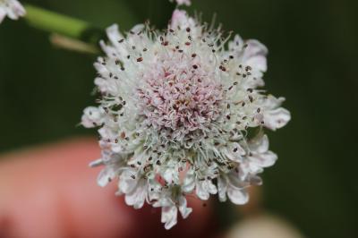 Oenanthe fistuleuse Oenanthe fistulosa L., 1753