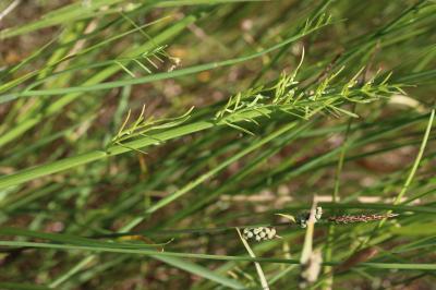 Oenanthe fistuleuse Oenanthe fistulosa L., 1753