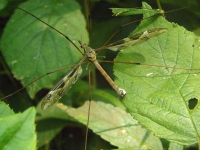 Cousin, Faucheux Tipula maxima Poda, 1761