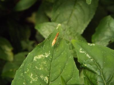  Berytidae 