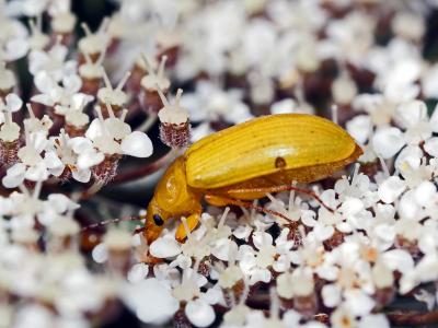  Cteniopus sulphureus (Linnaeus, 1758)
